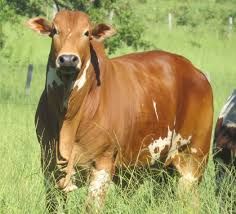 two cows are standing in the grass near each other and one is looking at the camera