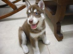 a brown and white puppy sitting on the floor next to a wooden chair with it's tongue hanging out