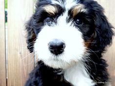 a black and white dog sitting next to a wooden fence