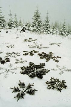 snow covered ground with trees in the background