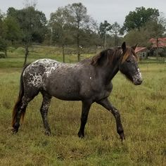 a black and white horse walking across a grass covered field with trees in the background