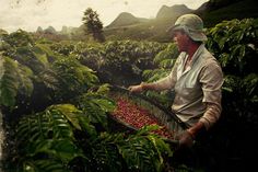 a woman picking tea leaves in the mountains