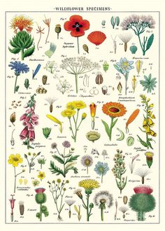 an illustration of wildflowers and other flowers on a white background with the words wildflower specimens