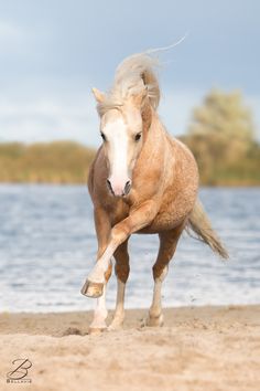 a horse is running on the beach by the water's edge with it's front legs in the air