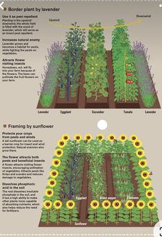 an info sheet showing different types of plants in the garden and how to grow them