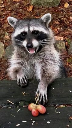 a raccoon is eating some fruit on the ground