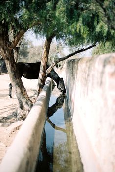 an animal drinking water from a river next to a tree