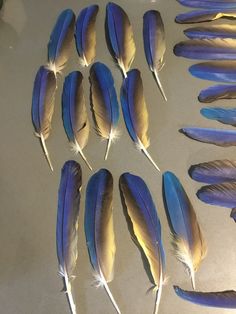 several blue and yellow feathers laid out on top of a white countertop next to each other