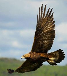 a large bird flying through the air with it's wings spread