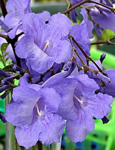 purple flowers are in a vase on the table