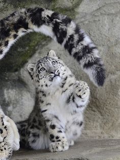 two white and black snow leopards playing with each other