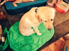 a dog sitting on top of a green blanket next to other dogs and children in the background