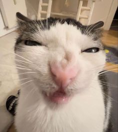 a close up of a cat making a funny face