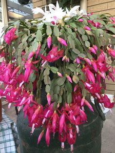 a large potted plant with pink flowers and green leaves on the outside of it