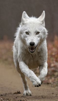 a white wolf running across a dirt road