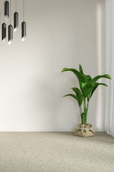 a potted plant sitting on top of a carpeted floor next to a window