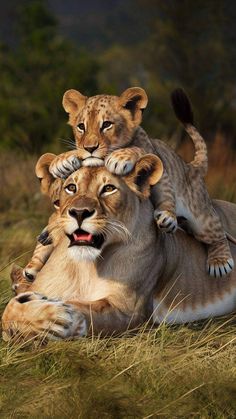 two young lions playing with each other in the grass