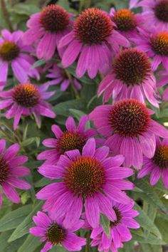 purple flowers with yellow centers in a garden