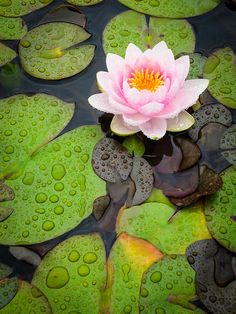 a pink flower sitting on top of lily pads in the middle of a pond filled with water lilies