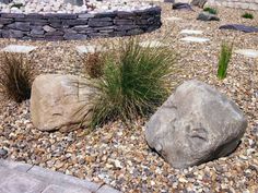 some rocks and plants are in the gravel