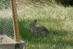 a rabbit sitting in the grass behind a fence