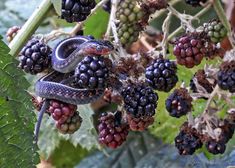 a snake is on the branch of a tree with blackberries and other berries hanging from it