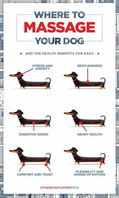 a poster with instructions on how to use a dog's body and the words, where to massage your dog