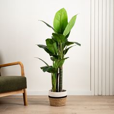 a large green plant in a white pot next to a wooden chair on the floor