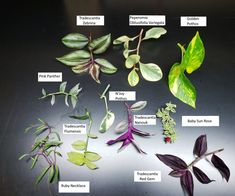 the different types of plants are shown here