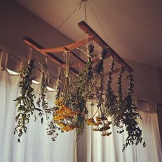 some plants hanging from a wooden beam in front of a window with curtains and drapes