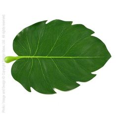 Napperon Placemat Leaf Placemats, Dorm Accessories, On Safari, Real Leaves, Welcome To The Jungle, Dorm Essentials, Banana Leaf, Placemat Sets, Eva Foam