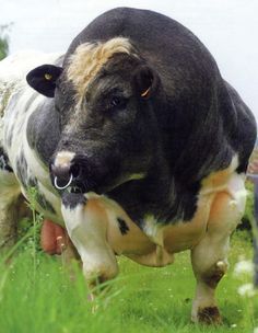 a black and white cow standing on top of a lush green field