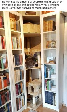 a cat sitting on top of a bookshelf in a room filled with lots of books