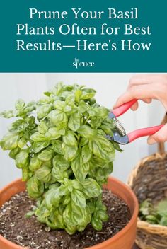 a person using gardening shears to prune basil plants for best results - here's how