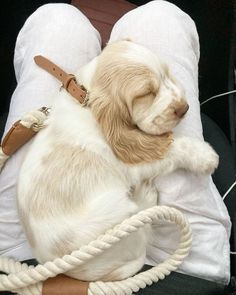 a white and brown dog laying on top of a pillow with a rope attached to it