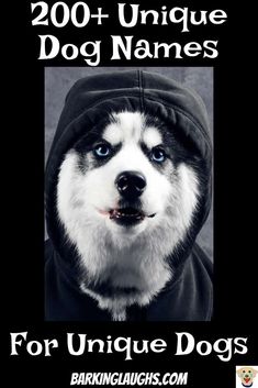 a husky dog wearing a hoodie with the words, 200 unique dog names for unique dogs