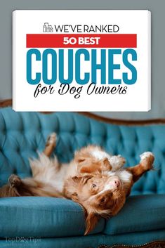 a dog laying on top of a blue couch with the title overlaying it