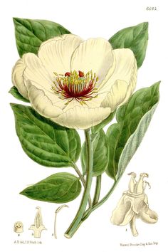 Botany Illustration, Vintage Botanical Illustration, Botanical Illustration Vintage, White Peony, Botanical Illustrations, Naturopathy, Mushroom Art, Garden Flower