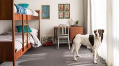 a dog standing in the corner of a bedroom next to a bunk bed and desk