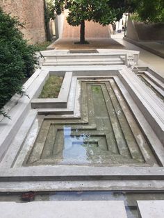 a tree is in the middle of an empty area with concrete steps and trees on either side