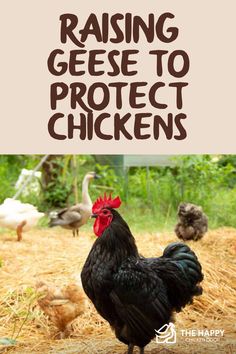 a chicken standing on top of hay with the words raising gese to protect chickens