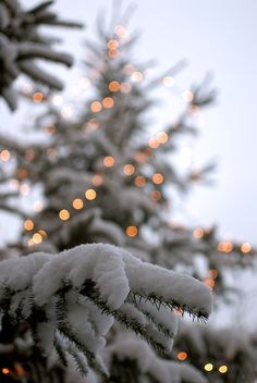 a snowy tree with lights in the background