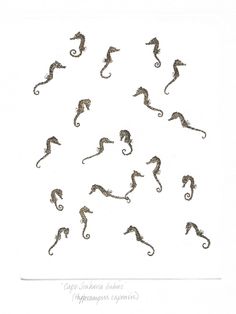 an image of seahorses in different positions