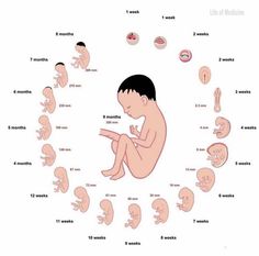 a baby sitting in the middle of a circle surrounded by many different stages of development