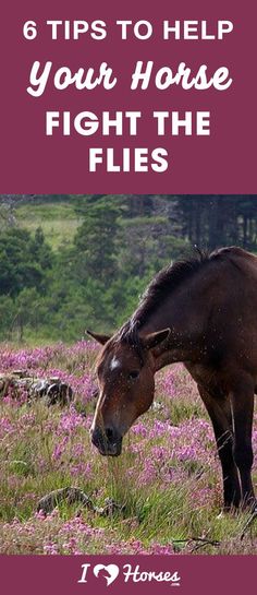 a brown horse standing on top of a lush green field filled with purple wildflowers