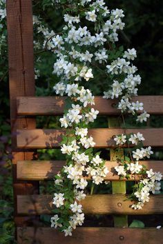 white flowers growing on the side of a wooden fence