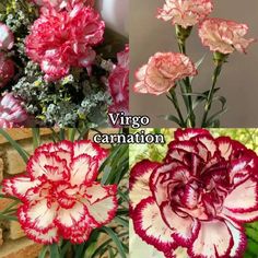 three different types of carnations are shown in this collage with the words, vigo carnation