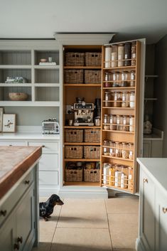 a dog is sitting in the middle of a kitchen with lots of shelves and drawers