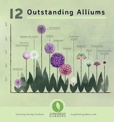 the life cycle of an alliumus plant is shown in purple and green colors