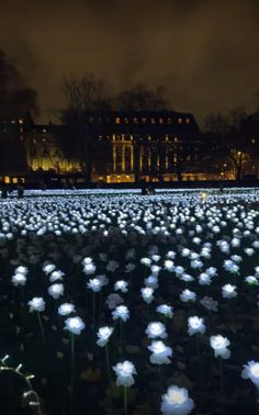 a field full of white flowers in front of a building at night with lights on it